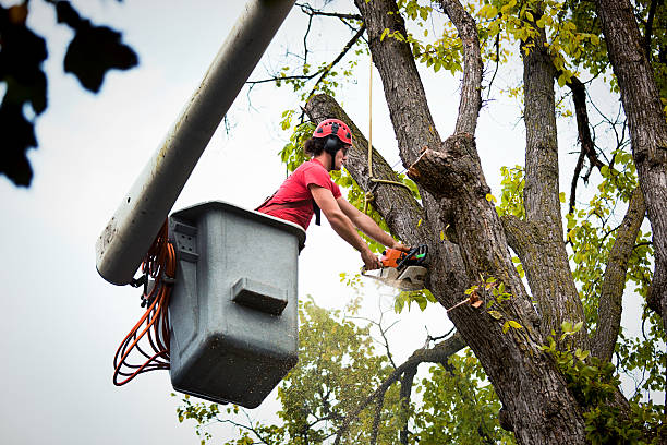 Best Palm Tree Trimming  in Sudley, VA